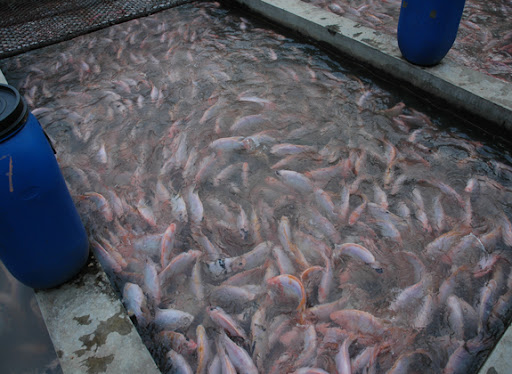 Diskan PPU Gencarkan Program Budidaya Ikan Pekarangan untuk Cegah Penyakit Ikan Menular