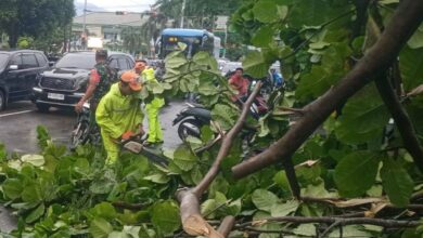 DLH Kota Makassar Imbau Warga Waspada Pohon Tumbang di Musim Cuaca Ekstrem