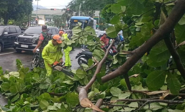DLH Kota Makassar Imbau Warga Waspada Pohon Tumbang di Musim Cuaca Ekstrem