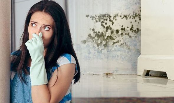 Waspada Black Mold, Jamur Gelap yang Ganggu Kesehatan dan Kualitas Udara