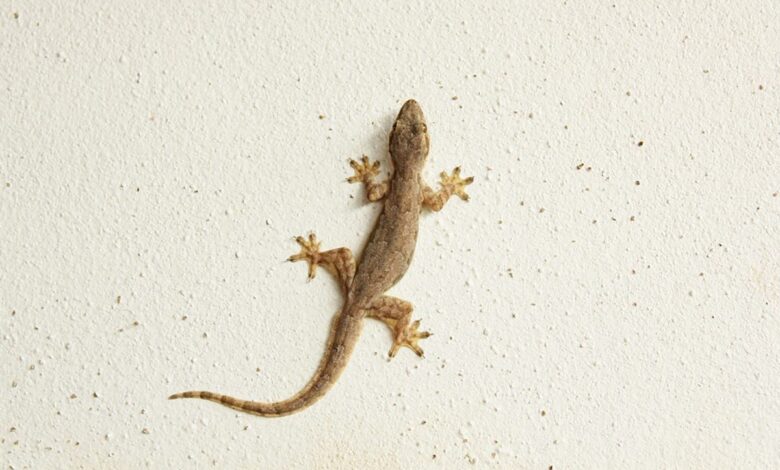 Cara Alami Mengusir Cicak dengan Bawang Putih