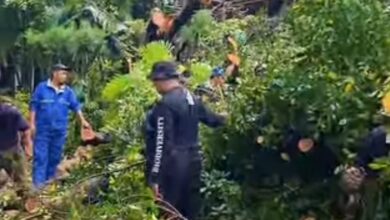 Waspada Pohon Tumbang di Makassar, Warga Diminta Hubungi DLH Lewat Nomor Ini