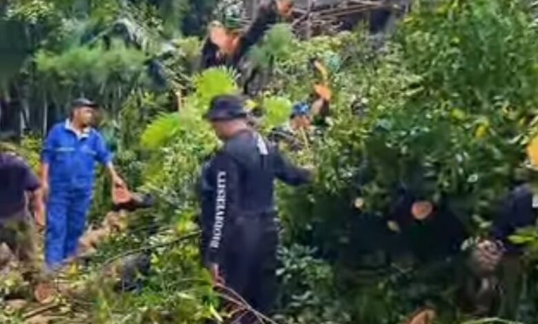 Waspada Pohon Tumbang di Makassar, Warga Diminta Hubungi DLH Lewat Nomor Ini