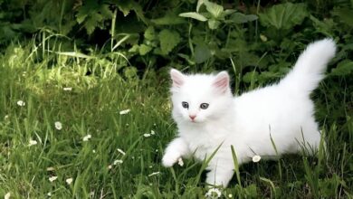 Sering Dianggap Mandiri, Ini Kebiasaan yang Diam-Diam Membuat Kucing Stres