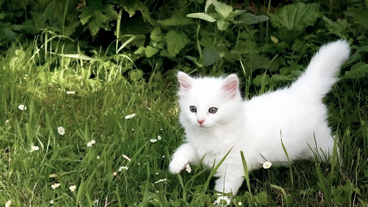 Sering Dianggap Mandiri, Ini Kebiasaan yang Diam-Diam Membuat Kucing Stres