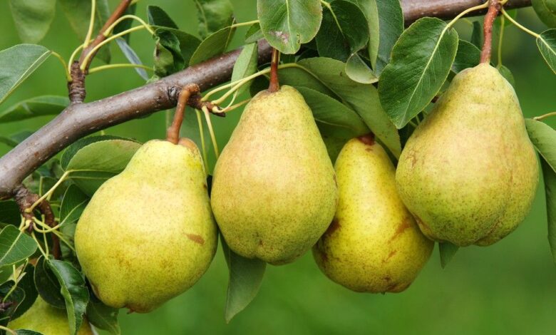 Kaya Nutrisi, Ini Sederet Manfaat Buah Pir bagi Kesehatan Tubuh