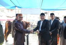 Bobot 923 Kilogram, Sapi Kurban Bantuan Presiden Jadi Perhatian Warga di Kecamatan Wajo