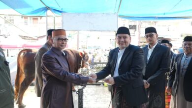 Bobot 923 Kilogram, Sapi Kurban Bantuan Presiden Jadi Perhatian Warga di Kecamatan Wajo