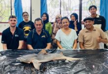 Menemukan Harapan di Sungai Sesayap: Unhas Pimpin Upaya Penyelamatan Hiu Gangga yang Nyaris Punah