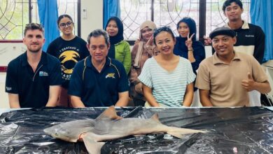 Menemukan Harapan di Sungai Sesayap: Unhas Pimpin Upaya Penyelamatan Hiu Gangga yang Nyaris Punah