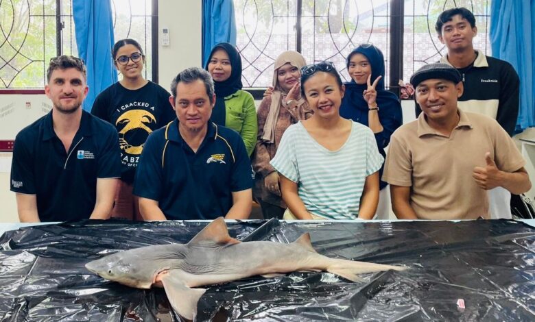 Menemukan Harapan di Sungai Sesayap: Unhas Pimpin Upaya Penyelamatan Hiu Gangga yang Nyaris Punah