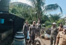 Kandang Babi di Area Gudang Farmasi Tamalate Sudah Dipindahkan, Kecamatan Bertindak Persuasif