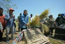 Munafri Dorong Pertanian Makassar Berbasis Teknologi di Tengah Keterbatasan Lahan