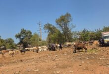TPA Tamangapa Ditata, Pemkot Makassar Siapkan Ranch untuk Ratusan Sapi