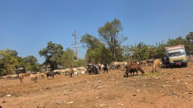 TPA Tamangapa Ditata, Pemkot Makassar Siapkan Ranch untuk Ratusan Sapi