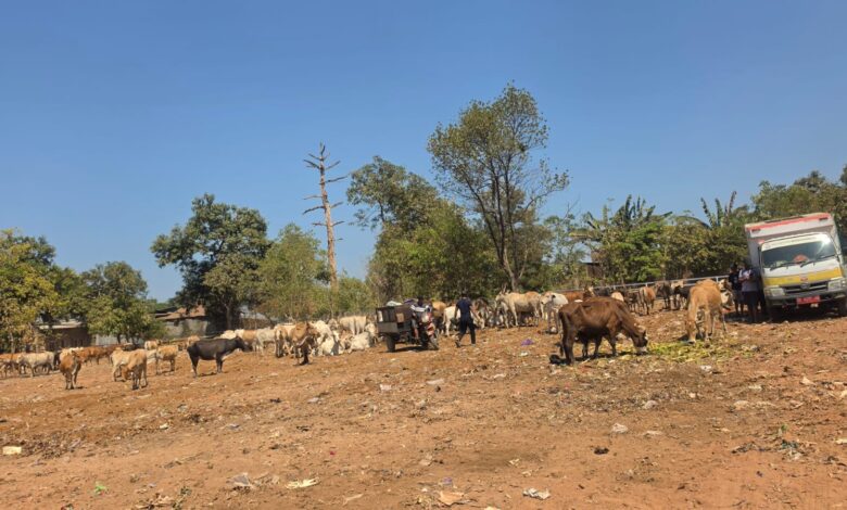 TPA Tamangapa Ditata, Pemkot Makassar Siapkan Ranch untuk Ratusan Sapi