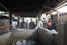Pemkot Makassar Tertibkan Peternakan Babi di Panakkukang, 1.200 Ekor Direlokasi