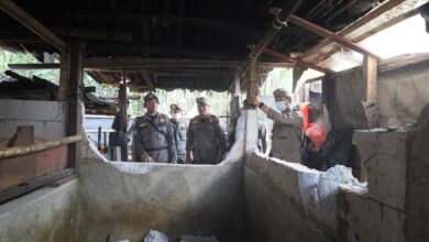 Pemkot Makassar Tertibkan Peternakan Babi di Panakkukang, 1.200 Ekor Direlokasi